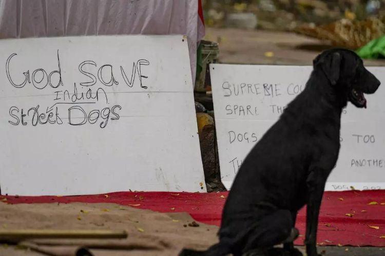The Supreme Court termed Maneka's comments on the stray dog ​​order as 'contempt of court'.