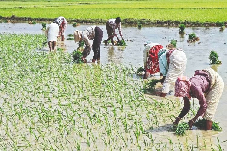 Retail inflation for agricultural, rural workers rose marginally in December