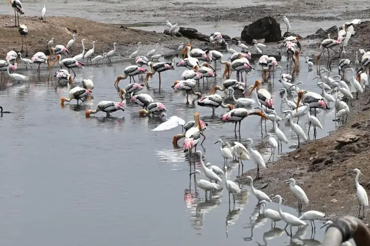 Tamil Nadu: Waterbird population census begins in Thoothukudi