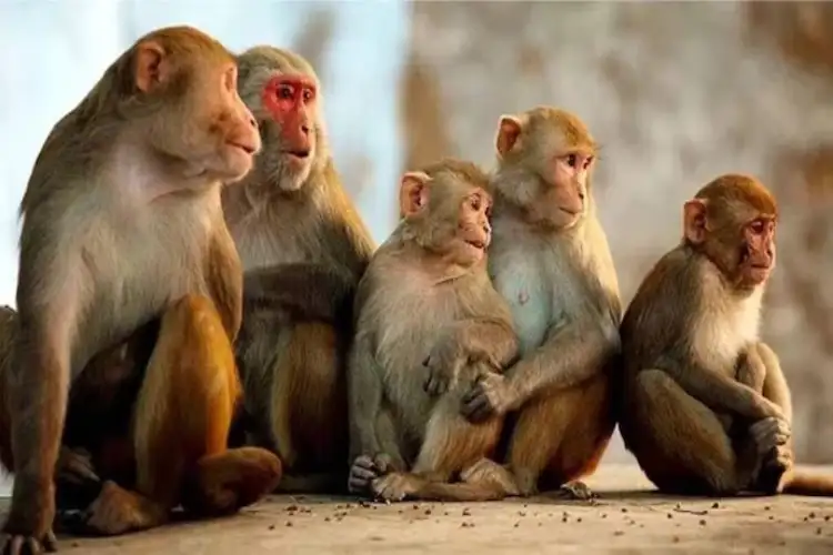 Telangana: Police probe underway after monkeys found poisoned in Kamareddy