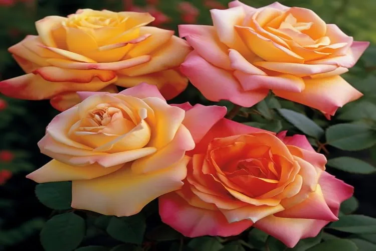 Rose Day Special: Know the story of famous roses from India and the world