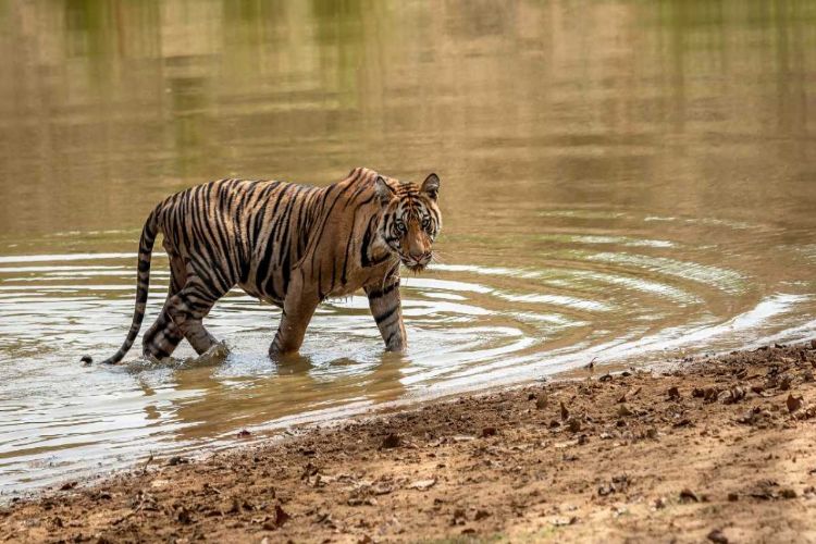 Shiv Sena member in RS demands protection of tiger corridor of Tadoba-Andhari Tiger Reserve