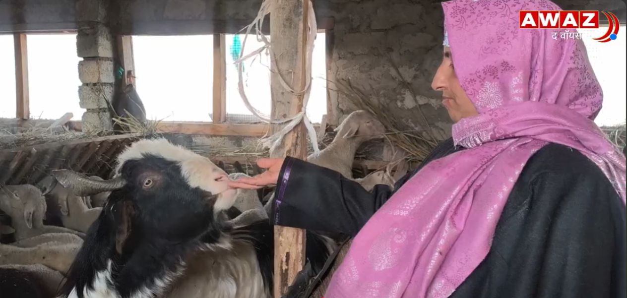 भेड़ पालन से आत्मनिर्भर बनीं मुमताज़ा बेगम