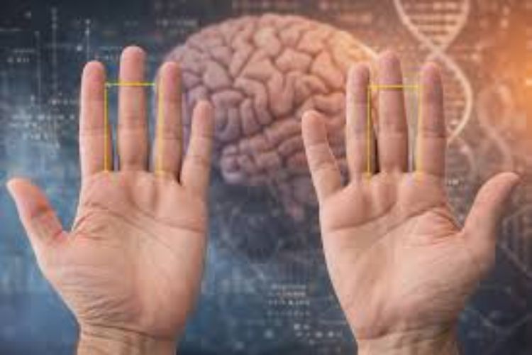 Finger length provides clue to human brain evolution: Study