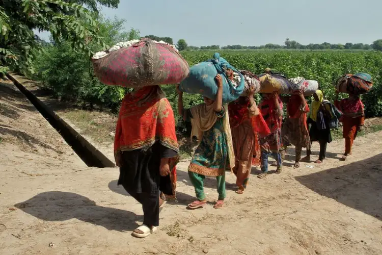 Policy failures deepen chaos in Pakistan's crop planning