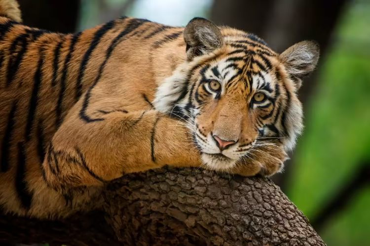 Chhattisgarh is working to conserve wild buffalo; tiger population rises to 35: Minister