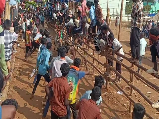 Tamil Nadu: Over 350 bulls participate in bull-taming festival at Tirupattur