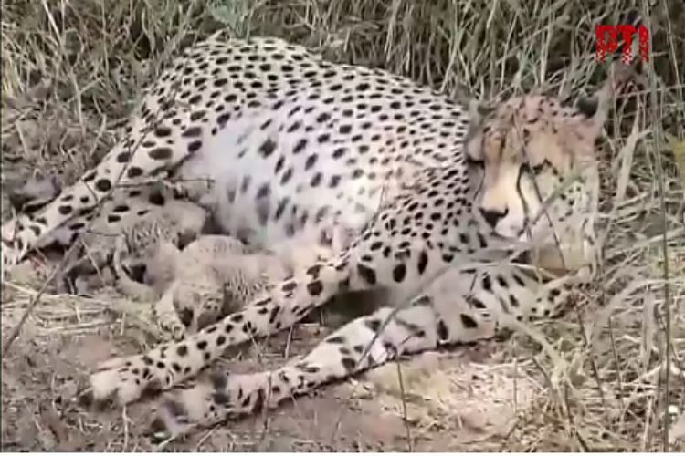 A female leopard gives birth to cubs in Kuno National Park, taking the total number of leopards in the country to 38.