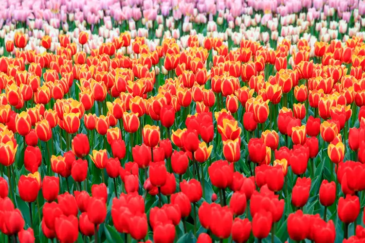 Chinese Envoy to India hails Tulip Festival in New Delhi