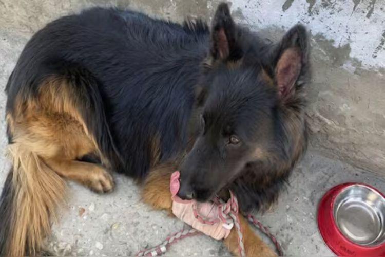 Military dog ​​'Tyson', who was shot, is recovering: Army