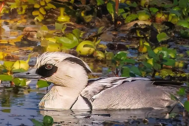 Assam: 105,540 waterbirds of 107 species recorded in 7th Kaziranga Waterbird Count