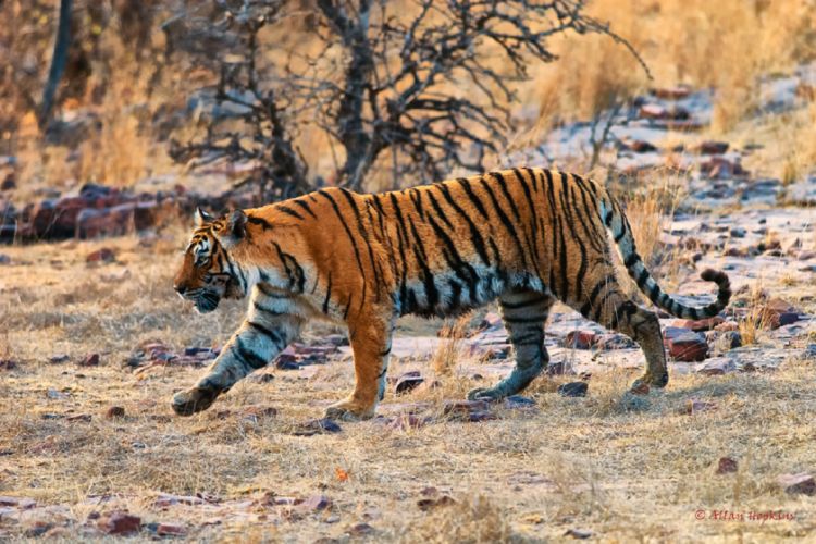 Eight tigers have died in Bandhavgarh sanctuary in two and a half months: Report