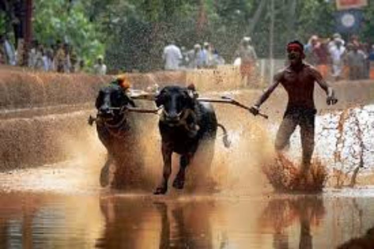 The Supreme Court dismissed a petition challenging the holding of 'Kambala' outside two districts of Karnataka.