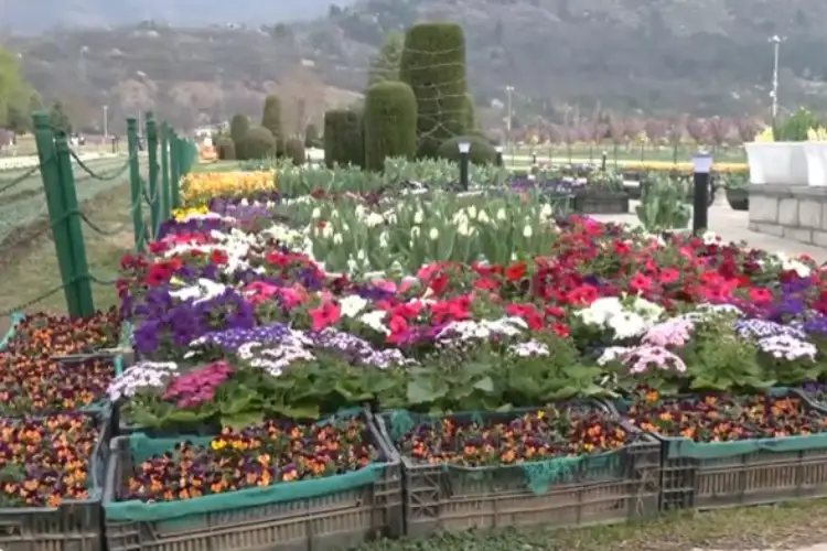 J-K: Indira Gandhi Tulip Garden in Srinagar to open for visitors from March 16, online tickets available