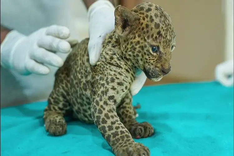 Moradabad: Rescued leopard cub moved to deer park after failed reunion with mother in Chhajlet