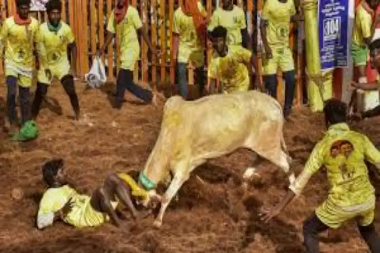 Tamil Nadu: Two die during Manjuvirattu event in Madurai