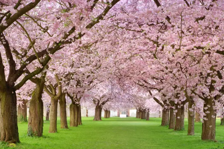 Early Spring in Kashmir: Srinagar's Badamwari Garden Fragrant with Almond Blossoms; Tourists Abuzz with Excitement