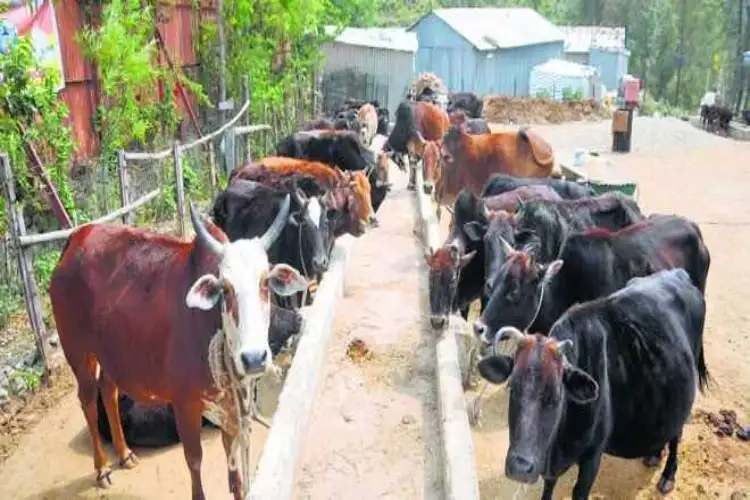 Himachal Govt signs MoU with National Dairy Development Board to boost dairy sector