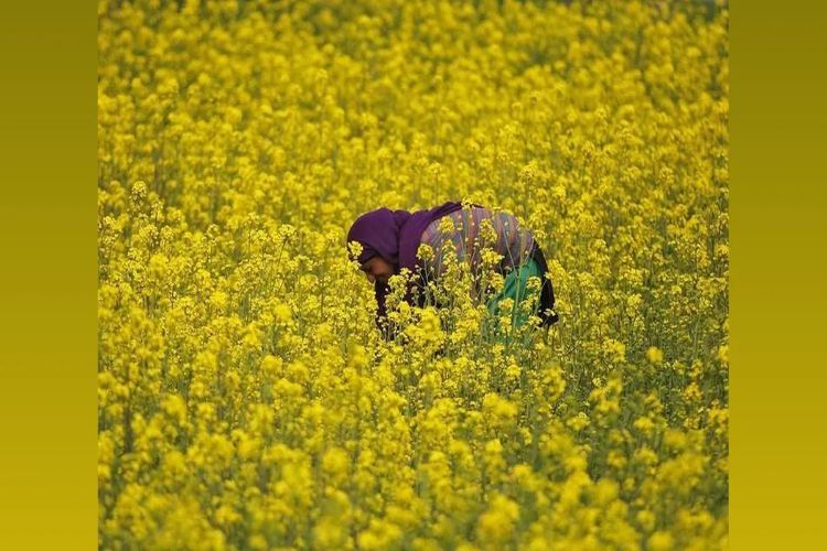 Procurement of mustard and gram at support price will start from April 1 in Rajasthan.