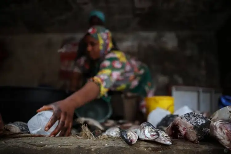 Meat, fish, egg sale banned in Maihar during Navratri; administration warns strict action for non-compliance