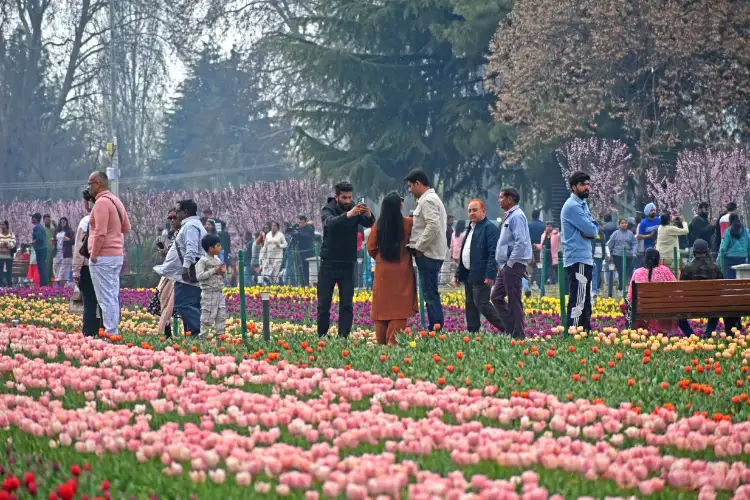 J-K: Tourists arrive in large numbers to witness breathtaking beauty of Srinagar's Tulip Garden