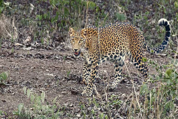 Maharashtra government had requested Vantara to keep leopards, 25 have already been sent: Minister