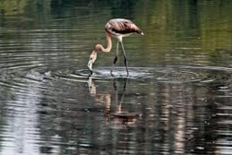 Maharashtra directed to address concerns regarding Flamingo habitats in Navi Mumbai