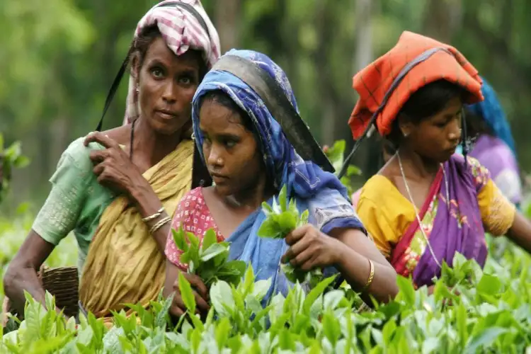 Tea garden workers set to play key role in shaping outcome of Assam Assembly polls