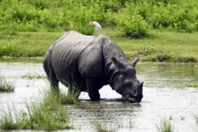 Kaziranga National Park becomes major retreat for travellers amid Assam polls