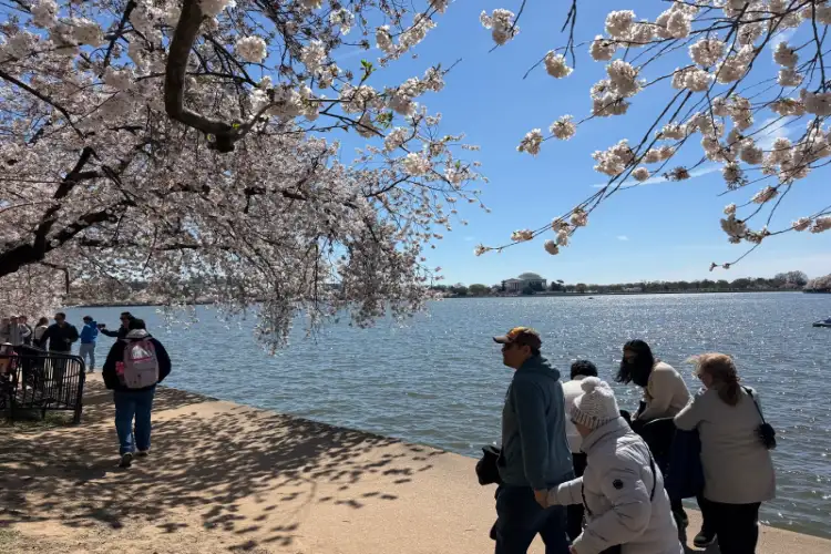 Washington DC's Cherry Blossoms reach peak bloom, delight visitors
