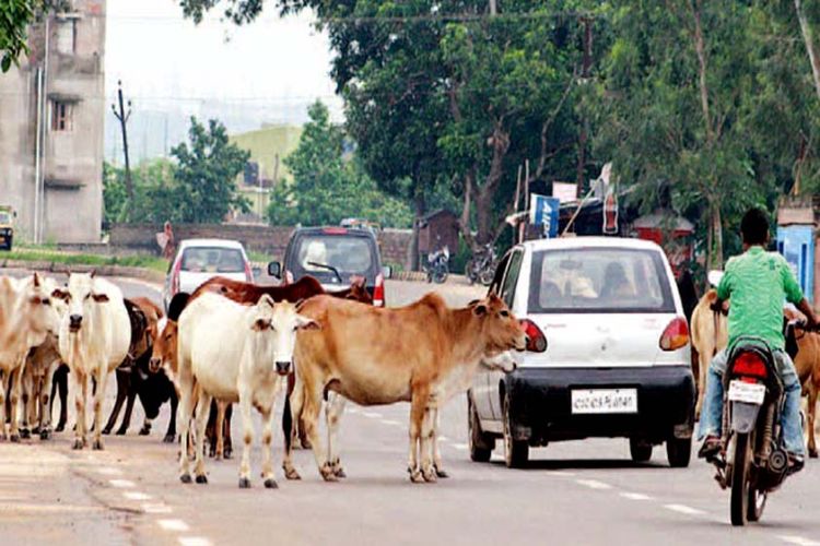 SC seeks response from Centre, others on plea to keep stray cattle off highways