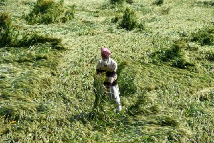 Unseasonal rains and hailstorms have affected rabi crops on 2.49 lakh hectares; assessment underway: Chauhan