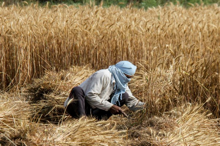 Unseasonal rains damage rabi crops on 2.49 lakh hectares, wheat worst affected: Chauhan