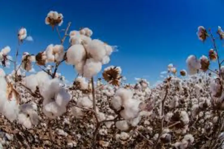 Pakistan's cotton crisis deepens amid policy failures and seed quality concerns