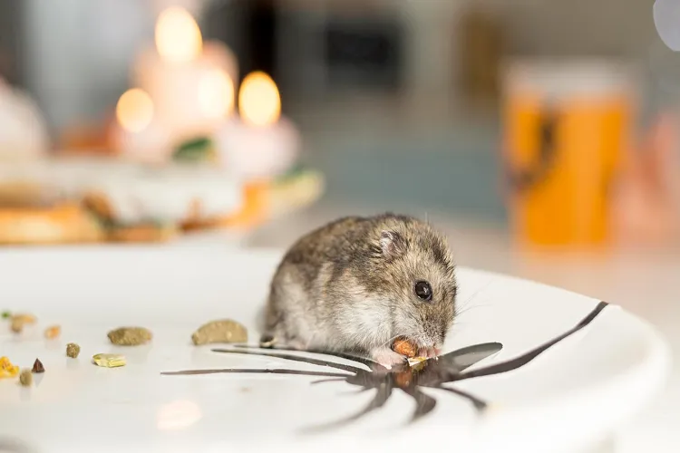 Easy and Effective Ways to Get Rid of Rats from Your Home