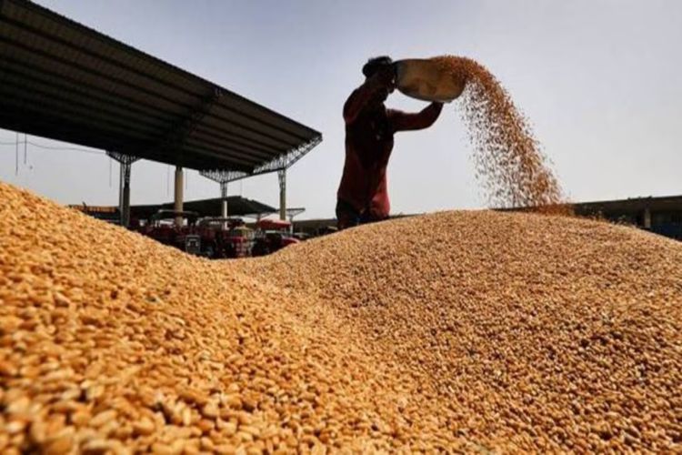 Wheat procurement continues smoothly in Haryana, record arrivals in mandis: Saini