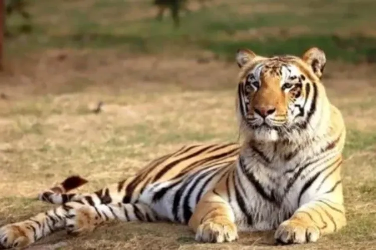 Odisha: Royal Bengal Tiger Reaches Similipal After Traversing 800 km