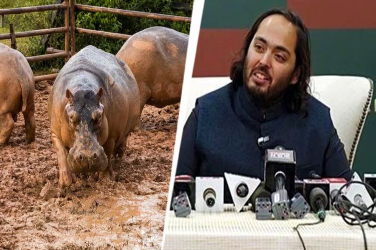Anant Ambani proposes to Colombia to save hippos