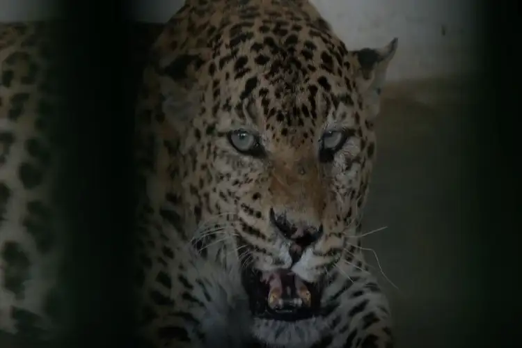 Jaipur: Nahargarh Biological Park takes steps to shield animals from heatwave, modifies diet and cooling systems