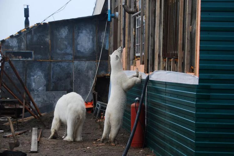 The reasons why polar bears come near human settlements are more complex: study
