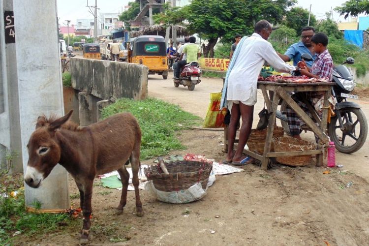 Pakistan allows donkey meat exports after Chinese company warns