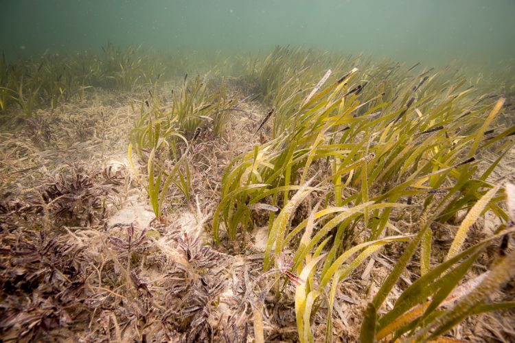 Rising ocean temperatures pose a threat to seagrass ecosystems: Study
