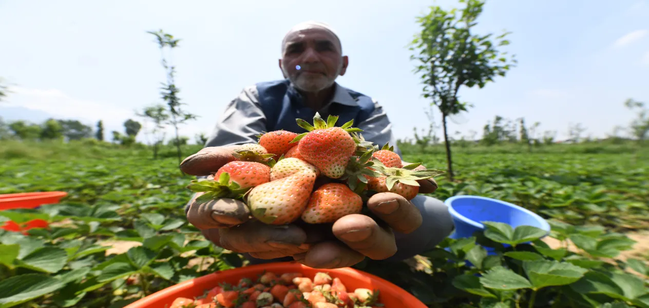 The Sweetness of Strawberries in the Valleys of Kashmir: A New Crop of Hope for Farmers