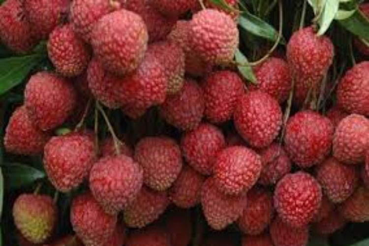 Task force to assess damage to litchi crops due to pest attack in Bihar: Centre