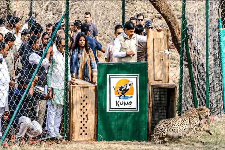 Two cheetahs released into the open forest in Kuno : Mohan Yadav