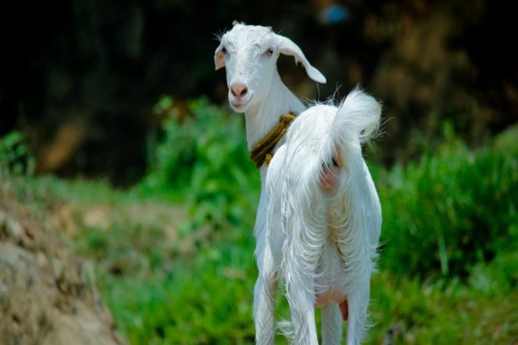 90 sheep killed after being struck by lightning in Jammu and Kashmir's Ganderbal