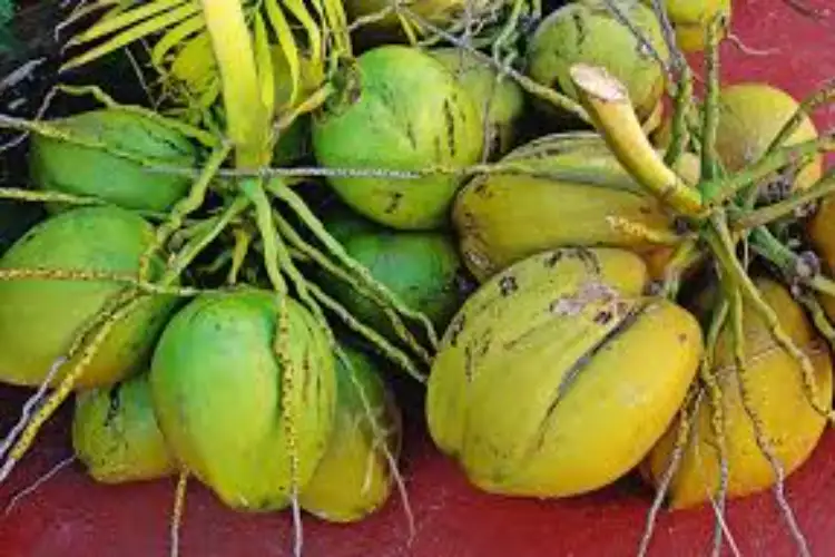 Gujarat sees 20 per cent growth in tender coconut production; annual output reaches Rs 26 crore