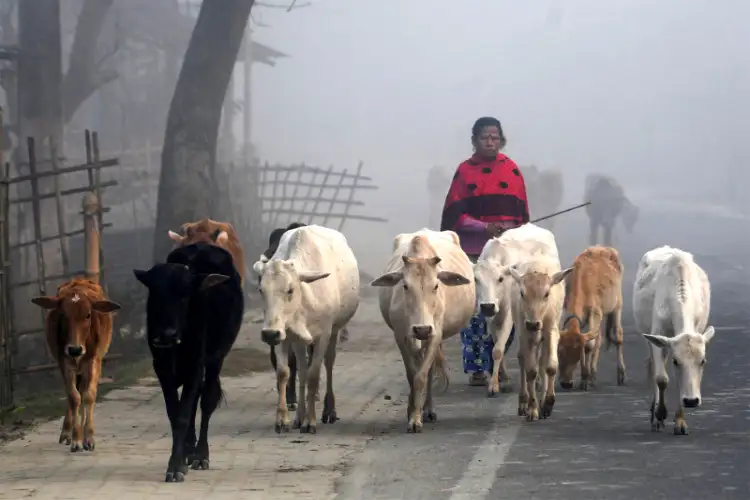 West Bengal government announces enforcement of cow slaughter rules