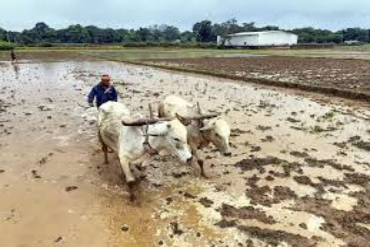 IFAD plans to invest in Indian agriculture startups