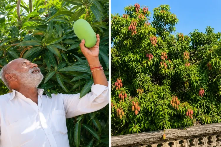 14 varieties of mangoes on one tree, a feat achieved by a Gujarat farmer